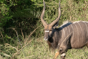A male Nyala antelope in South Africa. © Jason