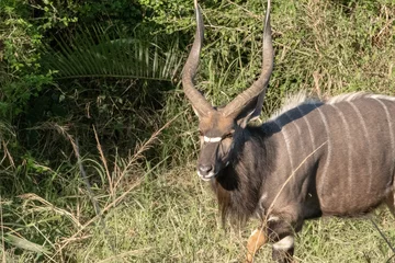 Fototapeten Antilope A male Nyala antelope in South Africa.  © Jason