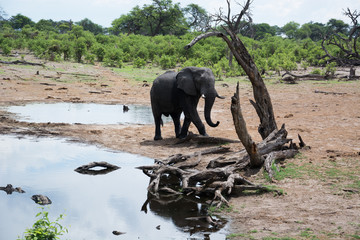 Elephant in africa by a waterhole
