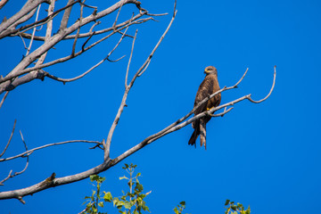 Steppe eagle on the branches of a dry tree. Bird of prey in the wild. Steppe eagle against the blue sky.