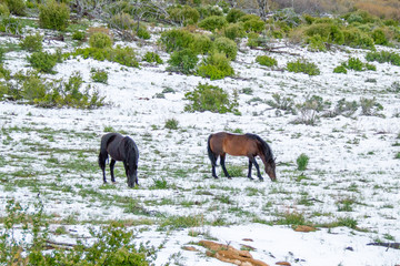 Fototapeta premium Wild Horses (Equus ferus caballus)