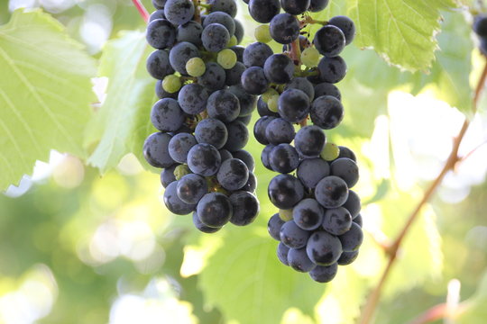 Weinrebe, Weintrauben Frucht Fr&uuml;chte