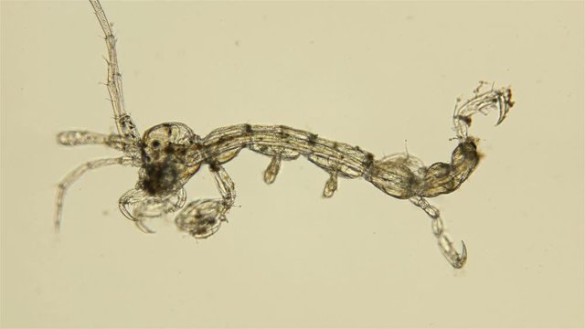 plankton isoplankton of the Black Sea under the microscope. Skeletal shrimp or sea goats, Caprellidae, a family of crustaceans from the order Caprellida, lead a lower lifestyle, omnivores, stand out