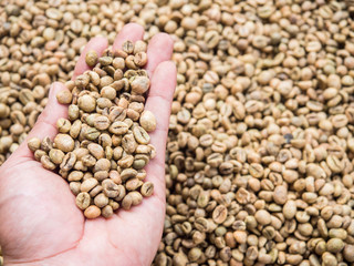 Close up raw coffee bean organic pile on hand nature background.