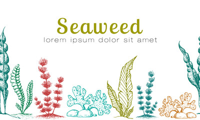 horizontal seamless seaweed banner. vintage background with engraved seaweeds, corals and reef. underwater natural hand drawn elements. Vintage seaweed collection. Wedding or ad template design - obrazy, fototapety, plakaty