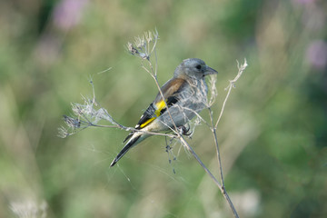 European goldfinch bird sits on thistle straw