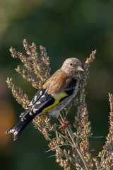 European goldfinch bird sits on thistle straw