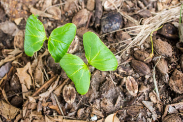 young plant almond tree