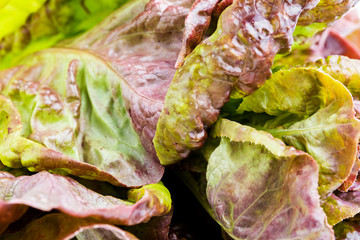 Lettuce leaves isolated on white background.