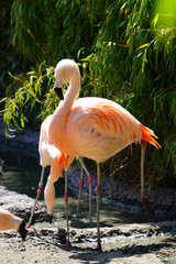 Pink flamingo birds standing on one leg