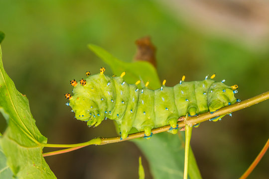 Cecropia Moth Caterpillar (Hyalophora Cecropia)