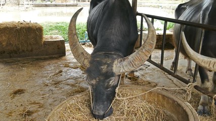Video 4k of water buffalo resting at farm