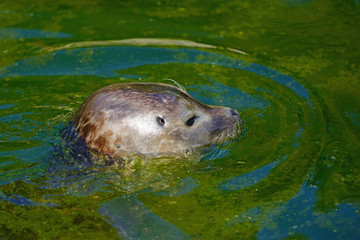 Close-up head of a seal with whiskers in green and blue water