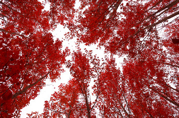 Aspen shark in autumn with red leaves and white background.
