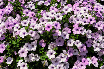 perfect bed of flowers