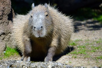 Naklejka na ściany i meble View of a Capybara (Hydrochoerus hydrochaeris)
