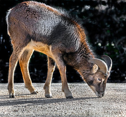 Young moufflon male. Latin name - Ovis aries orientalis	