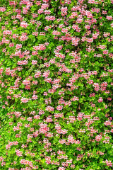 perfect wall of flowers