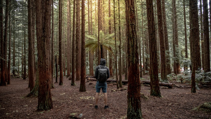 Young male traveler wearing hoodie standing alone looking up in Redwood forest near Rotorua city...