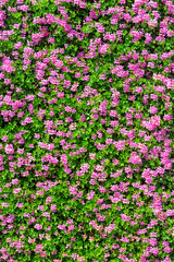 perfect wall of flowers