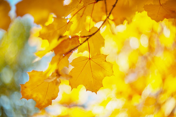 Naklejka na ściany i meble Yellow autumn colors of foliage. Branch with yellow leaves on a blurred background. Copy space. Background. Blur. Noise