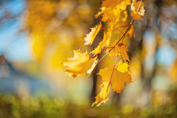 Naklejka na ściany i meble Yellow autumn colors of foliage. Branch with yellow leaves on a blurred background. Copy space. Background