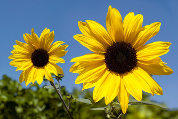Wild sunflowers in bloom