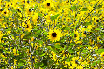 Wild sunflowers
