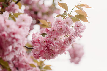 Beautiful flowers with gentle petals of light pink color on a branch of wood