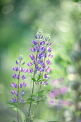 A field of lupins with pink flowers. Purple and pink Lupin in the meadow. Pink inflorescences of lupine. Retro look