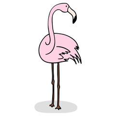 Flamingo on a white background with a shadow