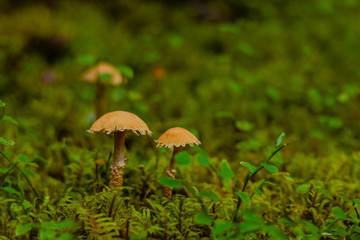Mushrooms in the forest