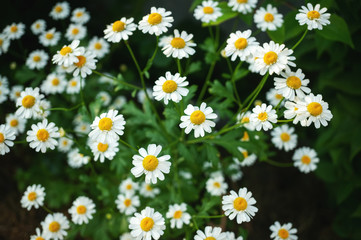 Delicate medical chamomile flowers on a dark background.