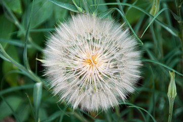 Dandelion