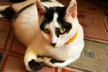 Beautiful black-white cat with beautiful eyes lies on the floor