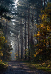 Country road in the autumn forest. The rays of the sun in the morning shining through the branches of trees in a haze.