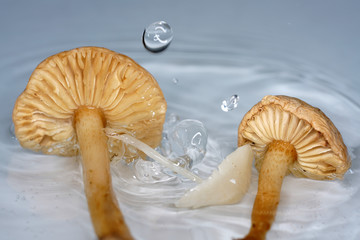 Water drops photographed with higspeed flashes and dropper in the studio