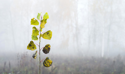Young poplar sprout in the fog against the background of an autumn forest.