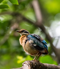 India Pitta bird sitting on the perch of tree with laving green background. The Bird have 9 different colors.