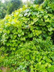 green plants in the garden
