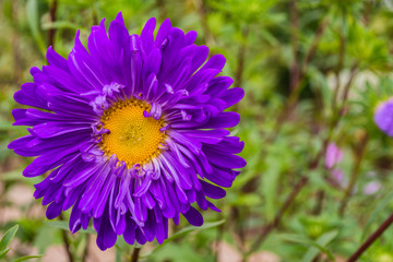 Obraz premium Asters flowers. Purples flower aster closeup. Soft focus. Copy space.
