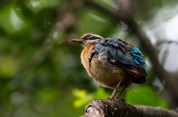 India Pitta bird sitting on the perch of tree with laving green background. The Bird have 9 different colors.