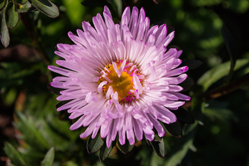 Fototapeta premium Asters flowers. Asters bloom in the garden. Flowers aster close up. Soft focus.
