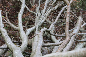 fallen tree in the forest