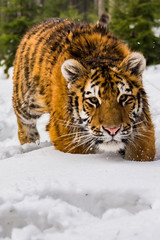 Siberian Tiger running. Beautiful, dynamic and powerful photo of this majestic animal. Set in environment typical for this amazing animal. Birches and meadows