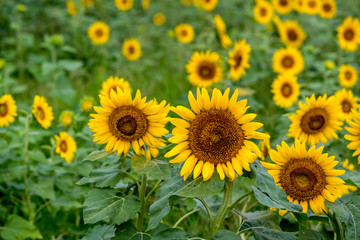 長崎鼻のひまわり