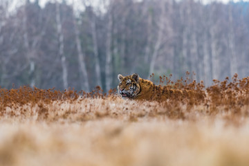 Siberian Tiger running. Beautiful, dynamic and powerful photo of this majestic animal. Set in environment typical for this amazing animal. Birches and meadows
