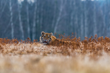 Siberian Tiger running. Beautiful, dynamic and powerful photo of this majestic animal. Set in environment typical for this amazing animal. Birches and meadows