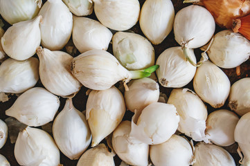 Background of white small onion bulbs for planting. Close-up, selective focus
