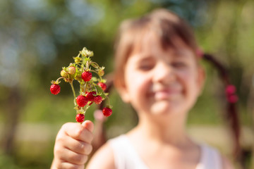 Fresh wild strawberries closeup. Little girl holding strawberry in hand.